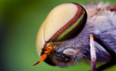 Pericolele înţepăturilor de insecte – prevenire şi ajutor