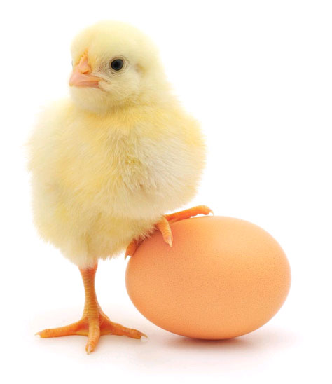 Beneficiile consumului zilnic de ou