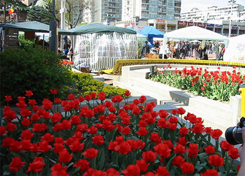 Expoziii florale organizate n Romnia