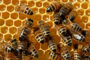 n Slaj, mutaiile genetice ale plantelor au omort mii de familii de albine