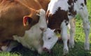 România ar putea primi fonduri europene pentru vaccinarea bovinelor împotriva bolii limbii albastre
