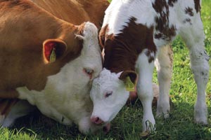 Romnia ar putea primi fonduri europene pentru vaccinarea bovinelor mpotriva bolii limbii albastre