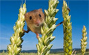 Culturi din Sălaj, distruse de şoarecii de câmp