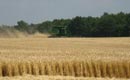 Producţia de grâu din acest an se ridică la aproape 7,5 milioane de tone