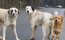 Bucureşti: Vot favorabil pentru organizarea referendumului în problema câinilor fără stăpân