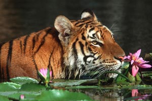 Ziua Internaional a Tigrului