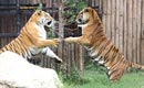 Ziua Internaţională a Tigrului
