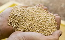  Italia a cumpărat mai mult de jumătate din producţia de grâu din judeţul Sălaj
