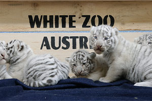 Cinci tigri albi sunt vedetele unei grădini zoologice din Austria