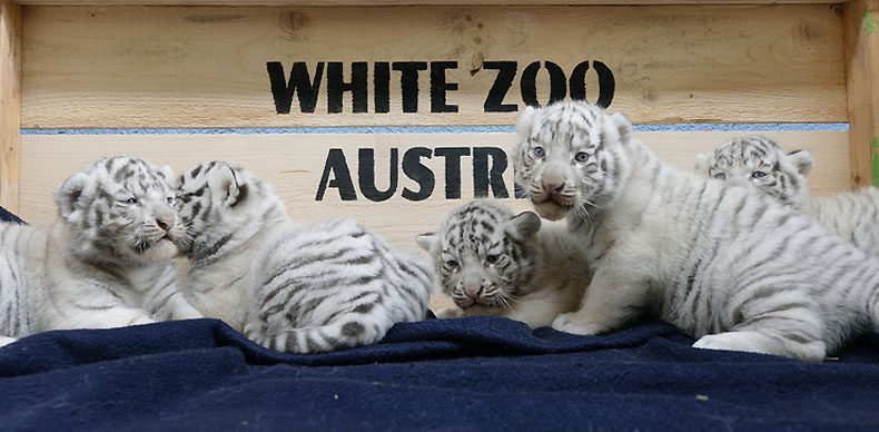 Cinci tigri albi sunt vedetele unei grdini zoologice din Austria
