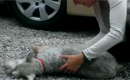 Un câine leşină de bucurie când îşi vede stăpâna după o lungă despărţire
