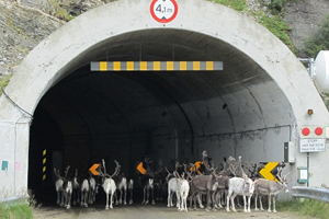 Norvegia: Din cauza cldurii, o turm de reni s-a refugiat ntr-un tunel de autostrad