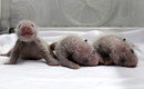 O ursoaică panda din China a născut tripleţi