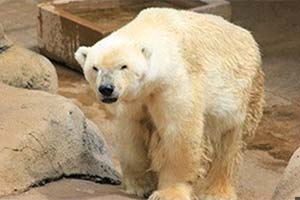 Singurul urs polar din Africa a murit