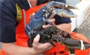 O tânără din Maine, SUA, a prins un homar albastru extrem de rar