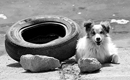 România: Câinii vagabonzi, masacraţi pentru promovarea turismului