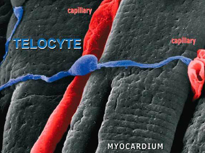 Celulele telocite, descoperite recent de oameni de ştiinţă români, contribuie la regenerarea hepatică