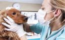 Lipsa de fonduri pentru vaccinarea câinilor împotriva rabiei determină moartea a mii de copii, în fiecare an