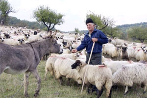  6511 oi au murit n Bulgaria de 'boala limbii albastre'