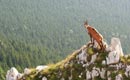 Proiect elveţiano-român de gestionare durabilă a zonelor forestiere 