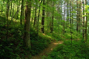 Proiect elveiano-romn de gestionare durabil a zonelor forestiere 