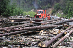 Proprietarii de pduri pledeaz pentru salvarea fondului forestier