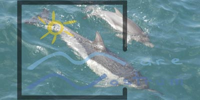 Apel pentru cutarea de prini adoptivi pentru delfinii din Marea Neagr