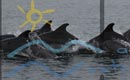Apel pentru căutarea de părinţi adoptivi pentru delfinii din Marea Neagră